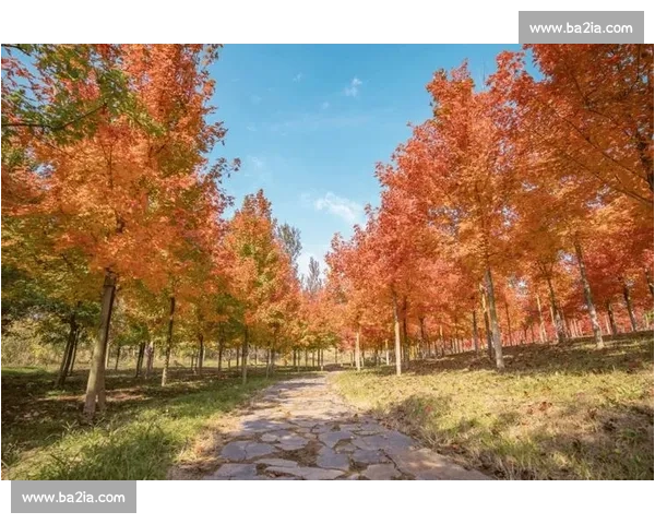 十一月秋意正浓感受季节更替中人间烟火与温柔时光的美好